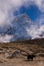 nepal-9258.jpg - 